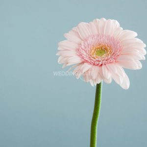 Wish Flowers